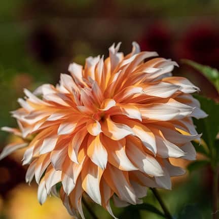 dekorativ-dahlia-orange-snow-1st-1