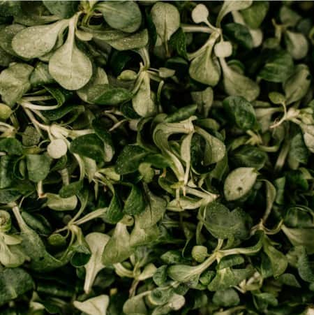 machesallad---3-plantor-1