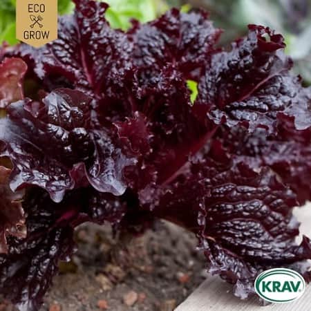 plocksallat-red-salad-bowl-krav-mrkt-1