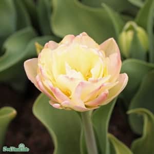 dubbel-sen-tulpan-creme-upstar-5st-1