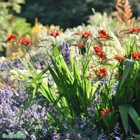 montbretia-lucifer-10st-2