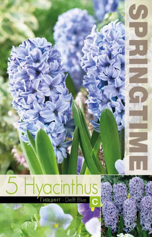hyacint-delft-blue-5st-2