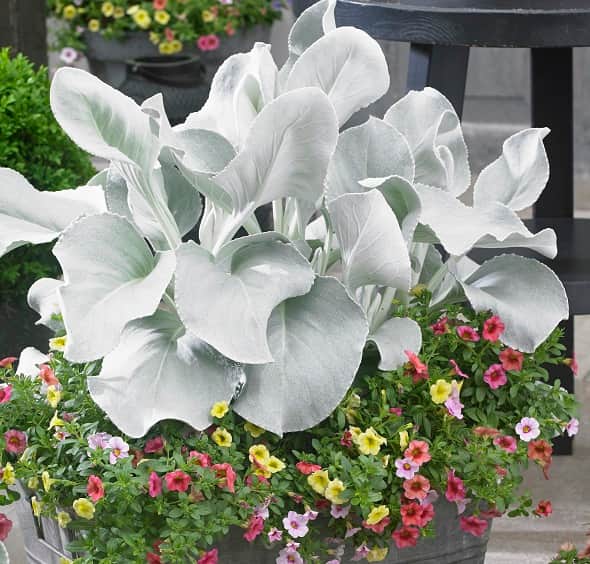 silverstnds-angel-wings-12cm-kruka-2