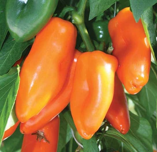 snackpaprika-sweet-orange-115cm-kruka-1