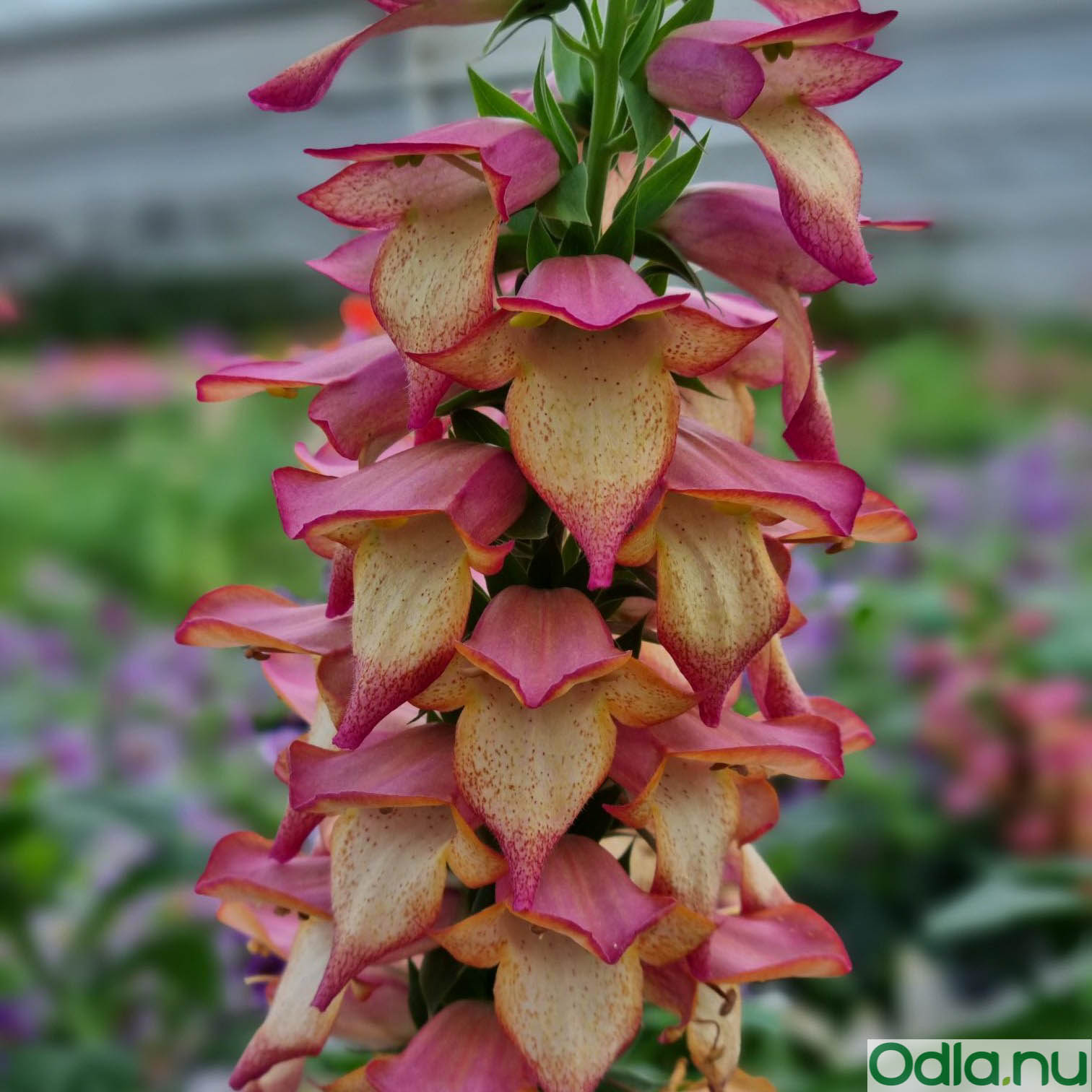 Fingerborgspira 'Illumination Flame' 10,5cm kruka
