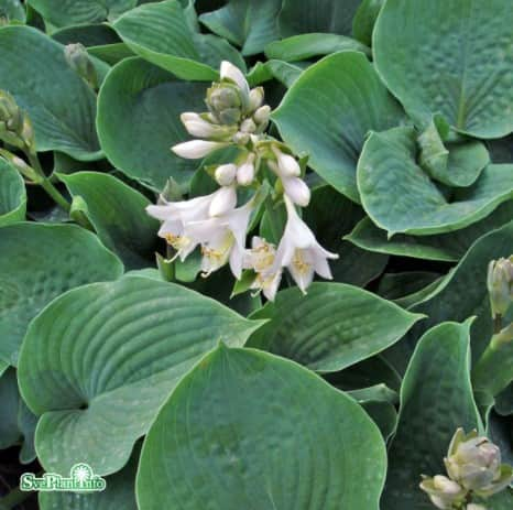 hosta-elegans-1st-barrotad-1