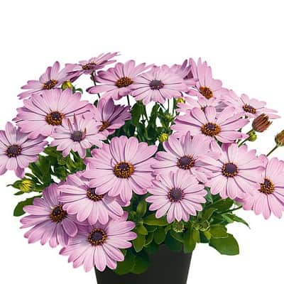 stjrnga-summersmile-light-pink---3-plantor-1