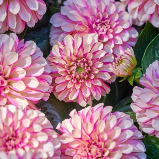 sommardahlia-hypnotica-rose-swirl-105cm-kruka-1