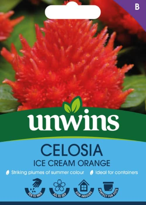 celosia-icecream-orange-1