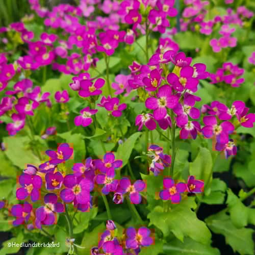 fagertrav-aubris-deep-rose-12cm-kruka-1