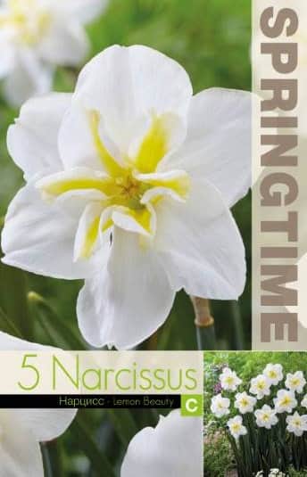 stjrnnarciss-lemon-beauty-5st-1