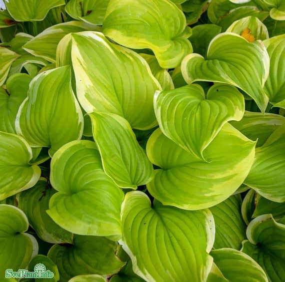 hosta-fragant-bouquet-17-cm-kruka-1