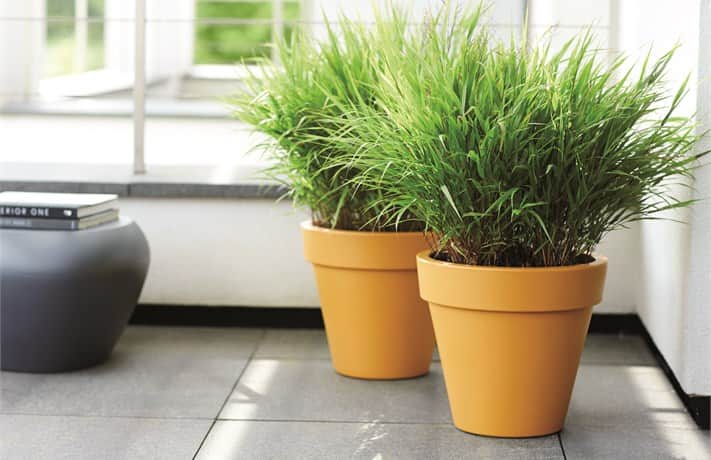 pure-round-40cm-vit-2