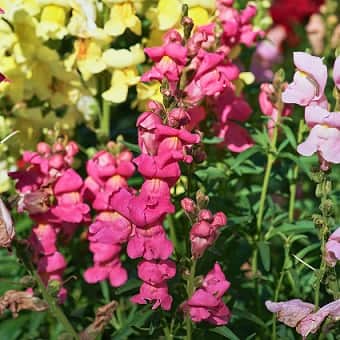 lejongap-costa-rose---3-plantor-1