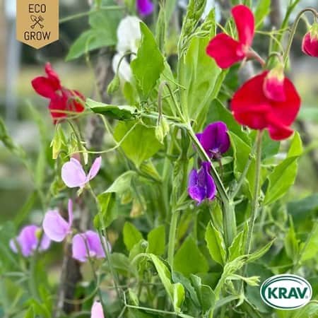 luktrt-spencer-mix-krav-mrkt-1