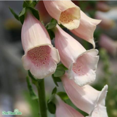 fingerborgsblomma-apricot-beauty-9cm-kruka-1