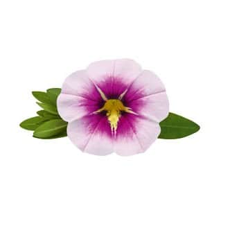 minipetunia-unique-orchid-star---3-plantor-1