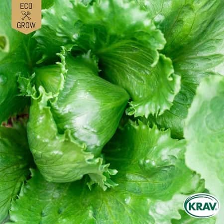 isbergsallat-regina-dei-ghiacci-krav-mrkt-1