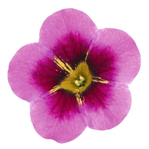 minipetunia-tik-tok-rose-105cm-kruka-2