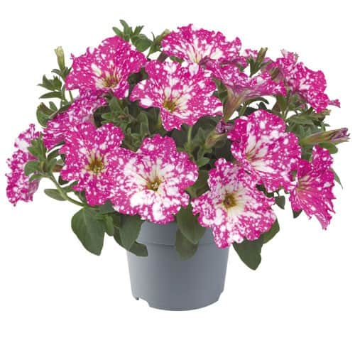 petunia-dolly-dots-magenta-comet---3plantor-1