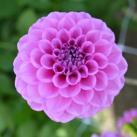 boll-dahlia-boy-scout-1st-1