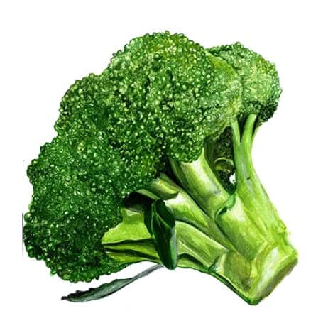 broccoli-rasmus-svenskodlat-fr-1