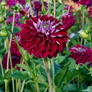 dekorativ-dahlia-ambassador-1