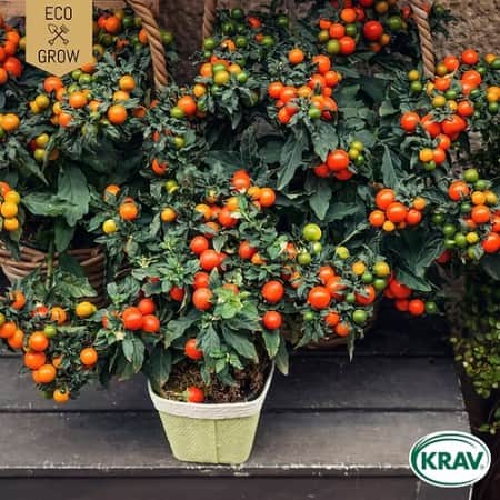 ampeltomat-maskotka-krav-mrkt-1