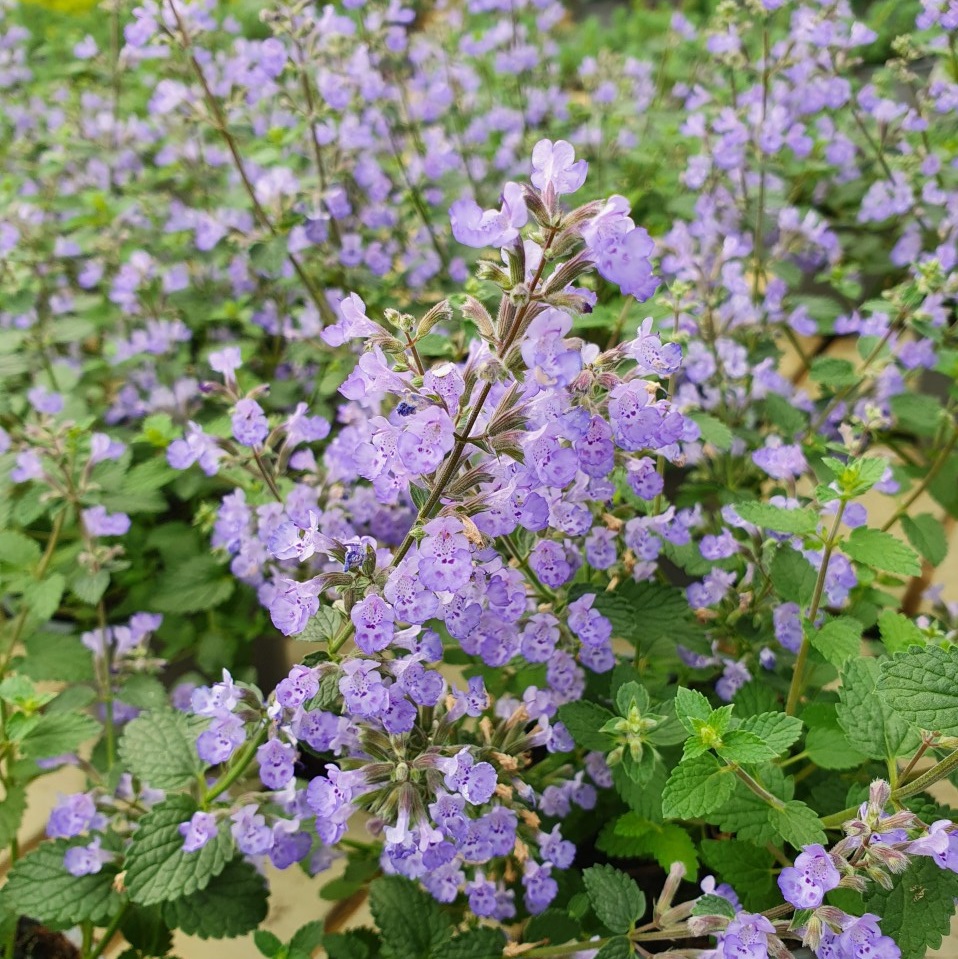 Kantnepeta 'Purrsian Blue' 10,5cm kruka