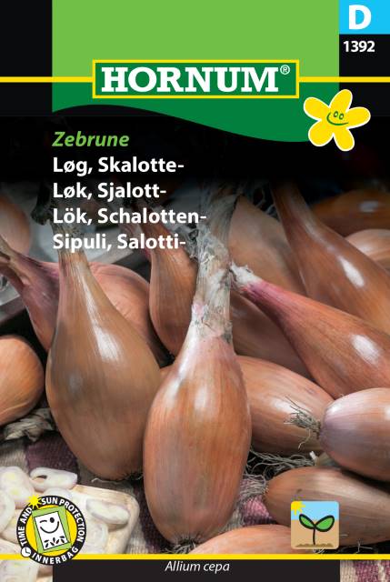 Sättlök Schalottenlök ’Zebrune’ frö