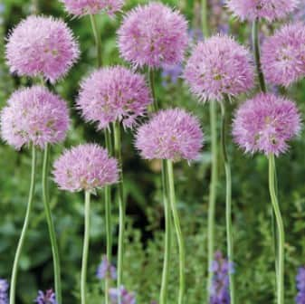 allium-klotlk-rosy-dream-10st-1