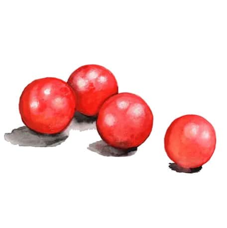 dwarftomat-rosy-finch-1