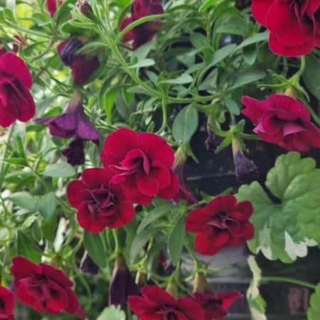 minipetunia-aloha-double-cherry-red-105cm-kru-1