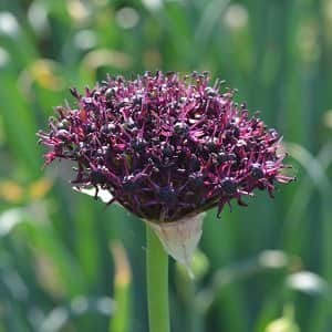 allium-vinlk-atropurpureum-5st-1