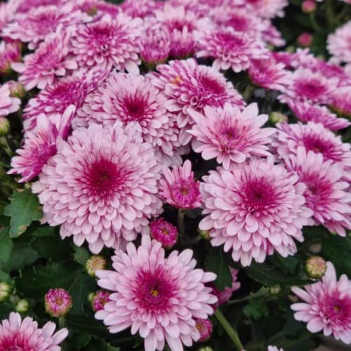 bollkryss-bicolor-purple-white-12cm-kruka-1