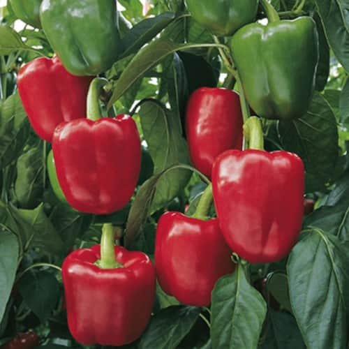 paprika-bendigo-f1-fr-1