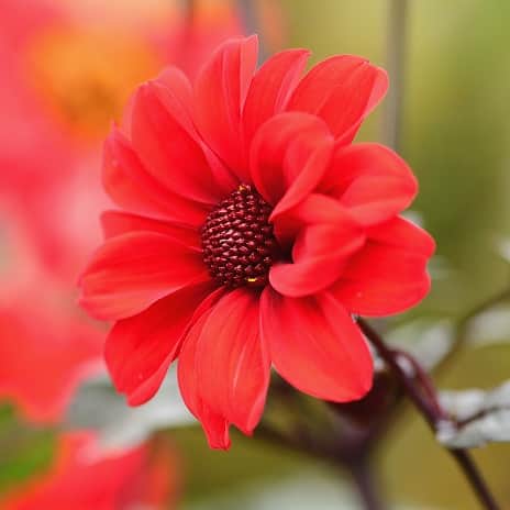 pion-dahlia-bishop-of-llandaff-1st-2