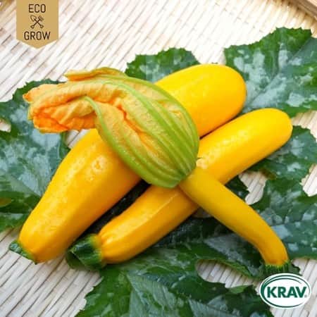 sommarsquash-solara-krav-mrkt-1