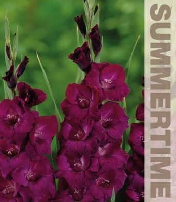 gladiolus-plum-tart-7st-2