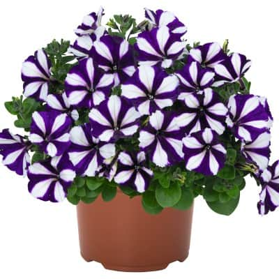 petunia-peppy-blue-105cm-kruka-1