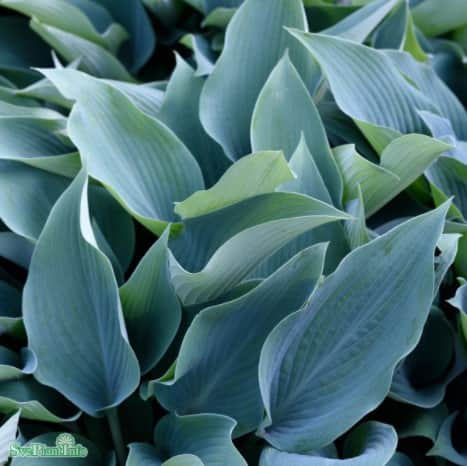 hosta-halcyon-1st-barrotad-1