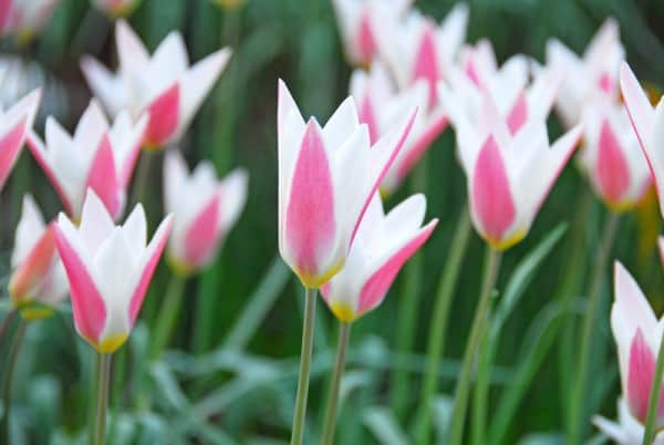 botanisk-tulpan-lady-jane-10st-2