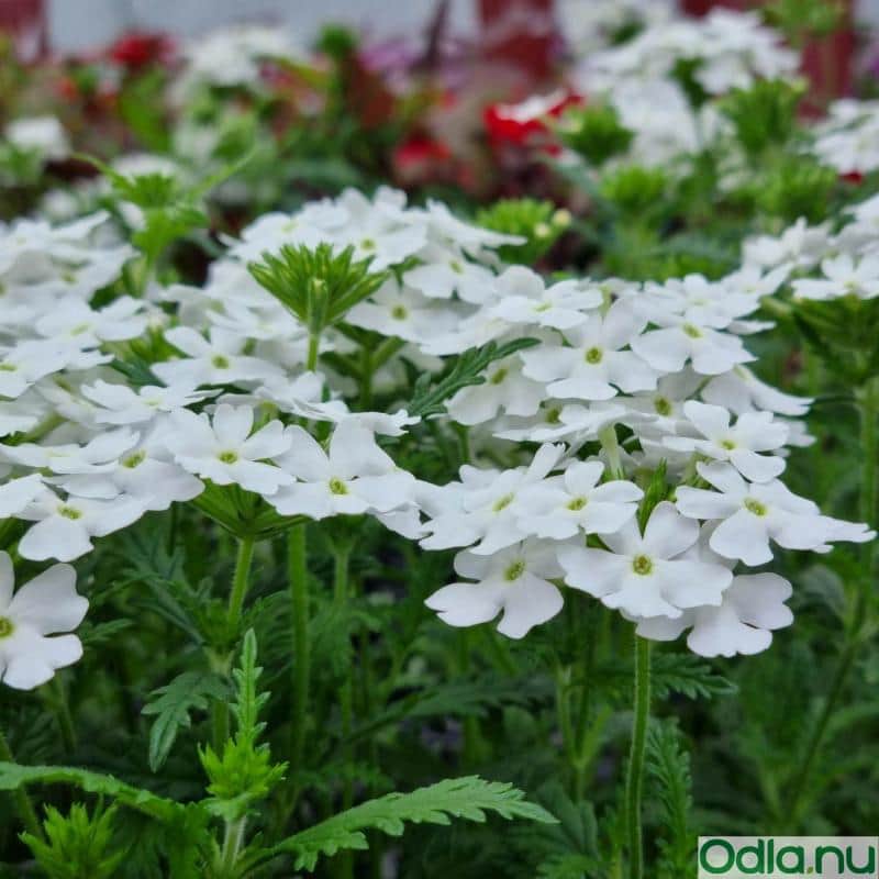 trdgrdsverbena-white-105cm-kruka-1