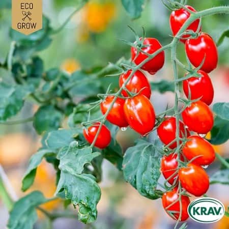 krsbrstomat-red-cherry-krav-mrkt-1