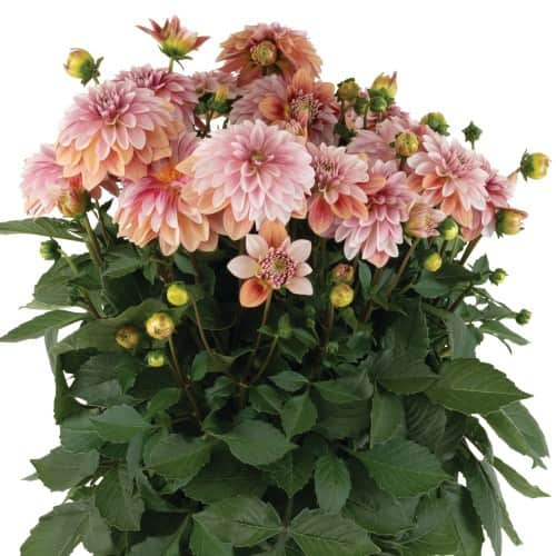 sommardahlia-hypnotica-vintage-105cm-kruka-1