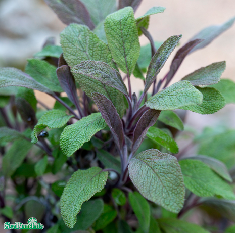 kryddsalvia-purpurascens-12cm-kruka-1