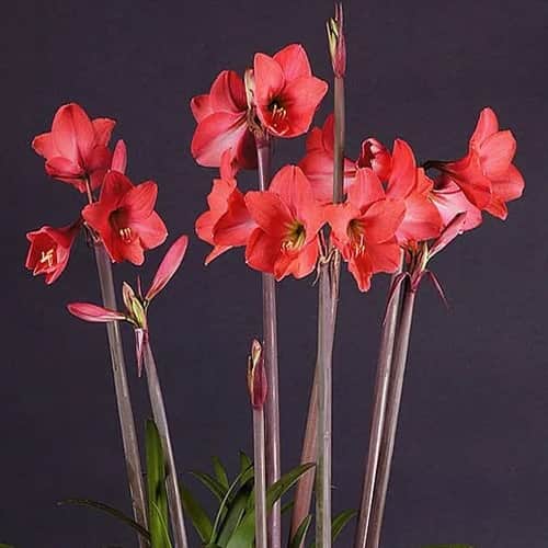 amaryllis-pink-garden-1