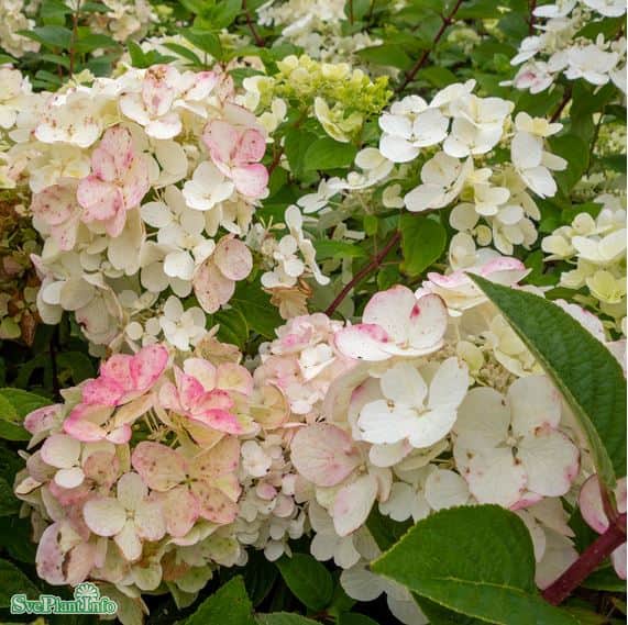 vipphortensia-diamond-rouge-5-l-1