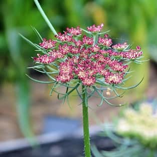 blomstermorot-dara-105cm-kruka-1