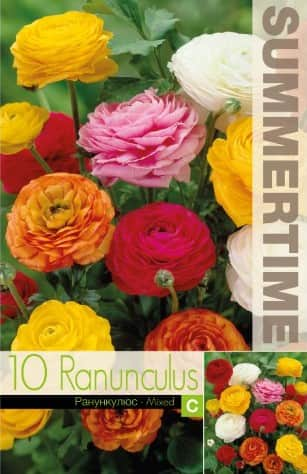 ranunkel-mix-10st-1